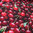 Kirschen 3D Jersey Stoff Digital Cherries Obst